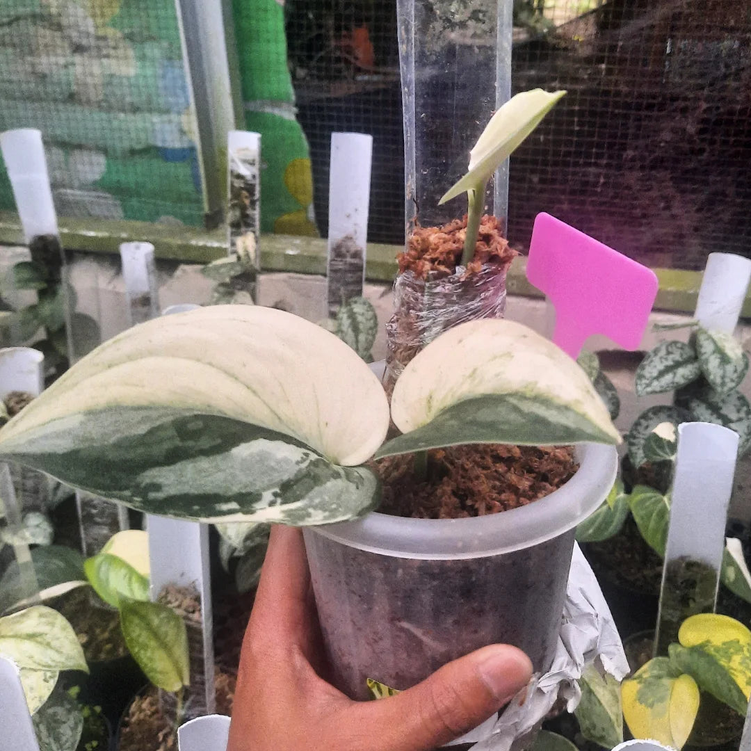 Scindapsus Junjung Buih — photo 3