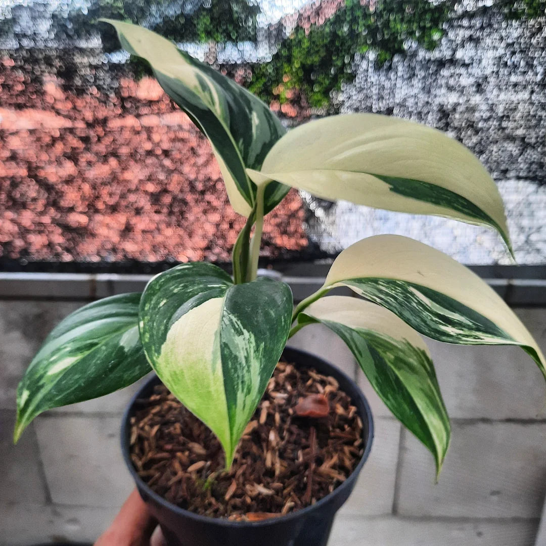 Scindapsus Blue Albo Thailand — rare Indonesian plant