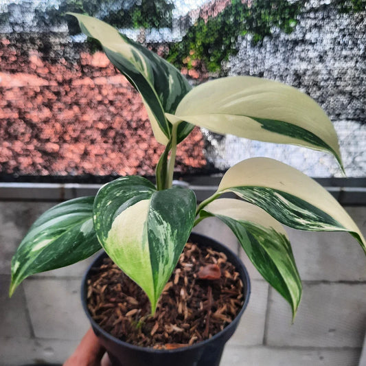 Scindapsus Blue Albo Thailand — rare Indonesian plant