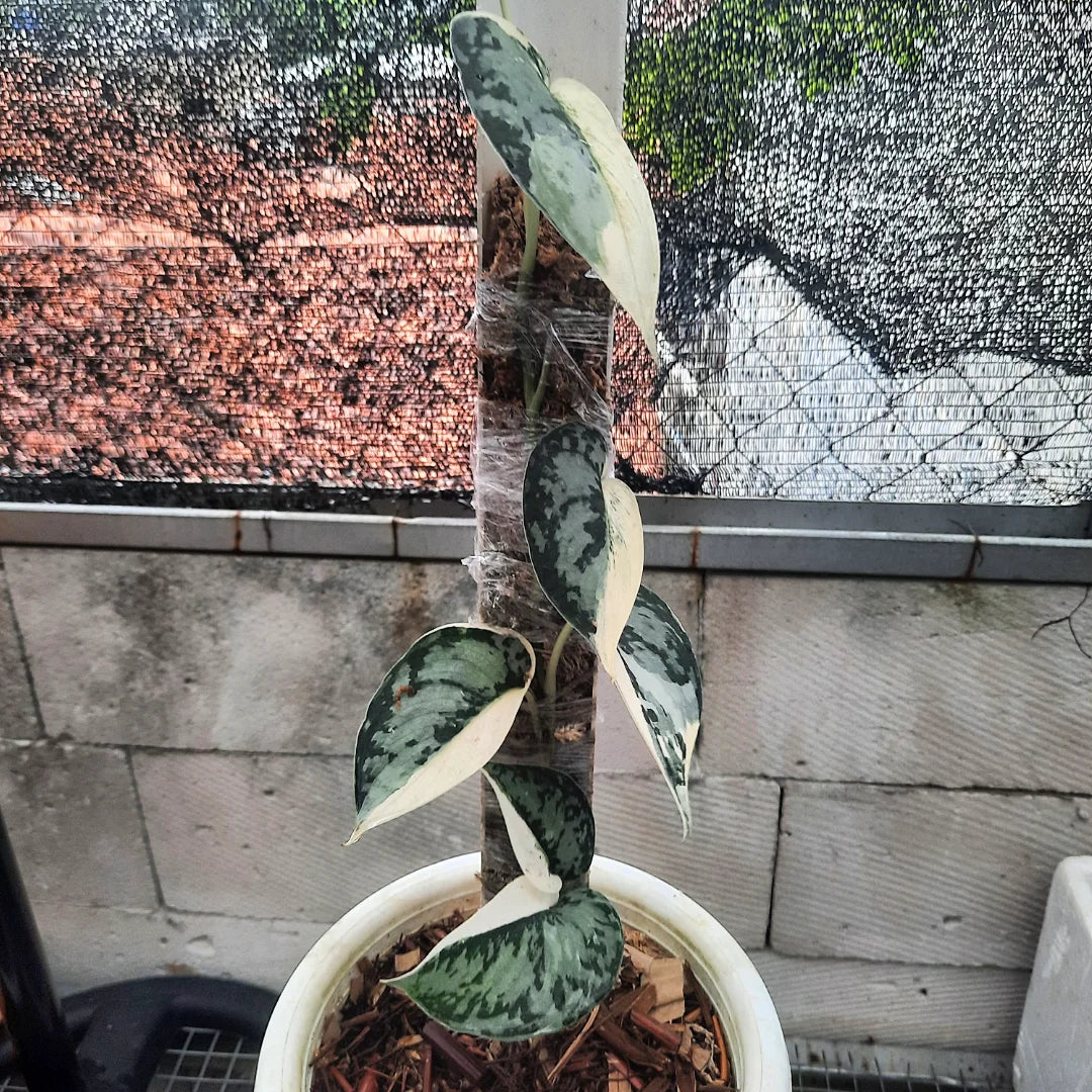 Scindapsus Mariposa — rare Indonesian plant