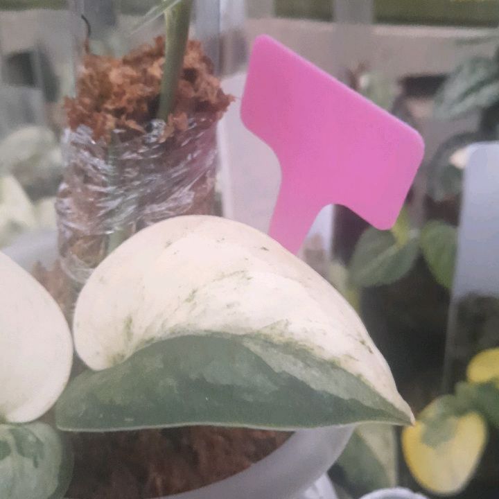 Scindapsus Junjung Buih — photo 4