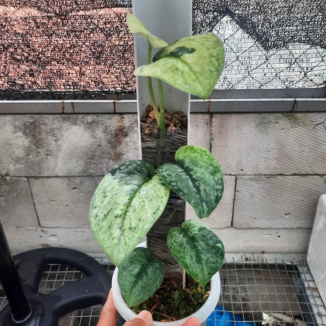 Scindapsus Salamount — rare Indonesian plant