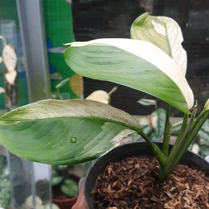 Scindapsus Longistipitatus Variegated — photo 2