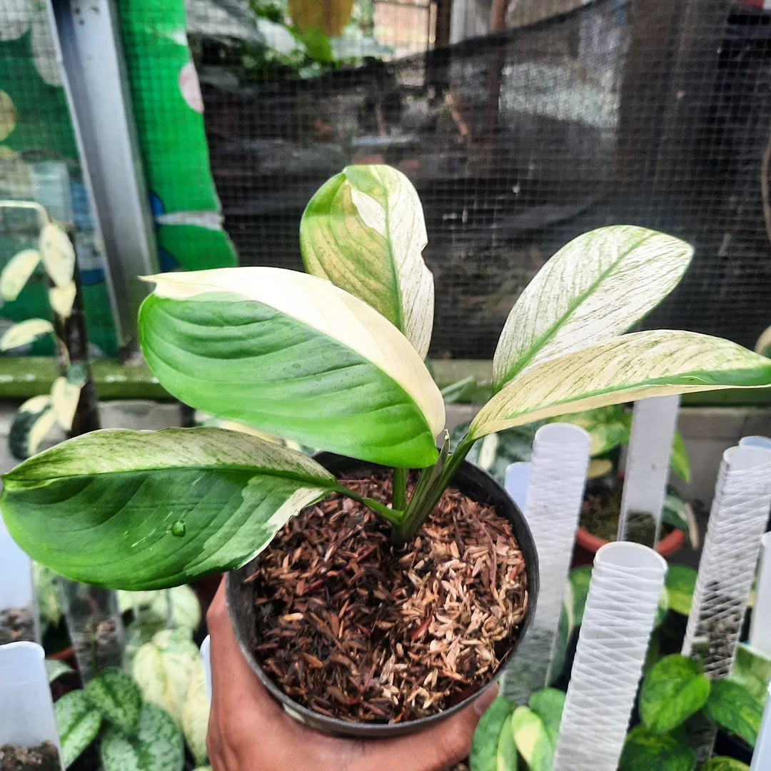 Scindapsus Longistipitatus Variegated — rare Indonesian plant