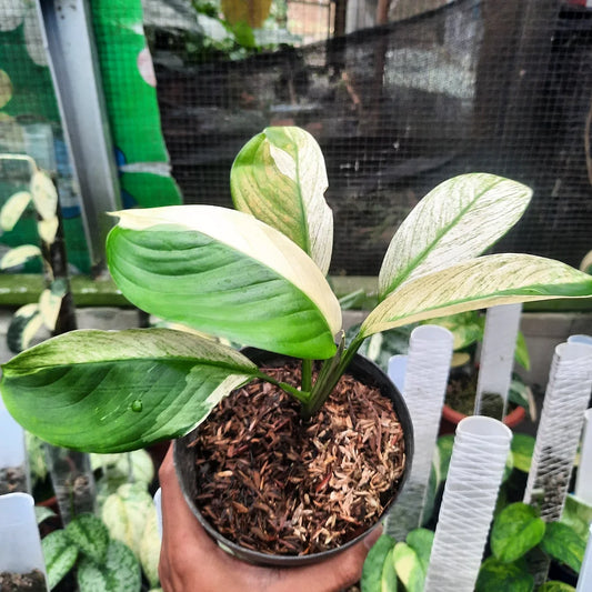 Scindapsus Longistipitatus Variegated — rare Indonesian plant