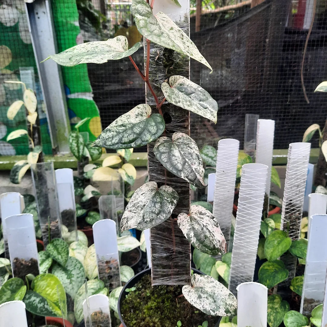 Piper Sylvaticum Variegated — rare Indonesian plant