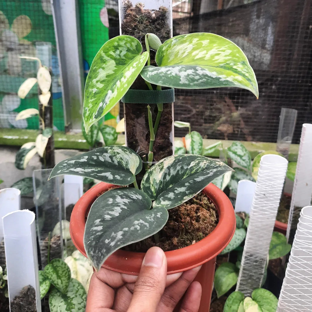 Scindapsus Green Diamond — photo 4