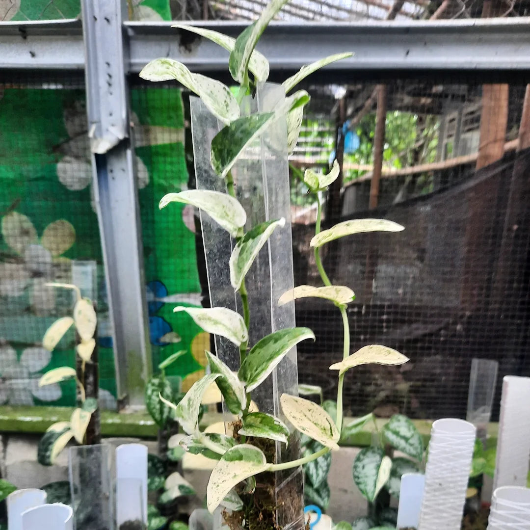 Rhaphidophora Korthalsii Albo — rare Indonesian plant
