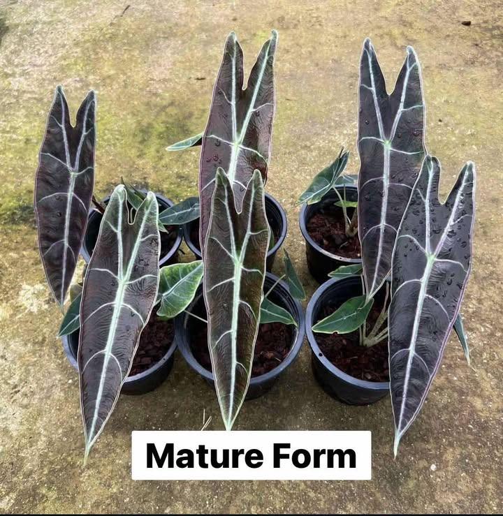 Alocasia Longiloba Purple / Black Cobra (Tissue culture)