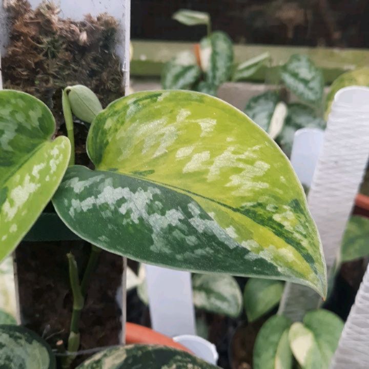 Scindapsus Green Diamond — photo 5