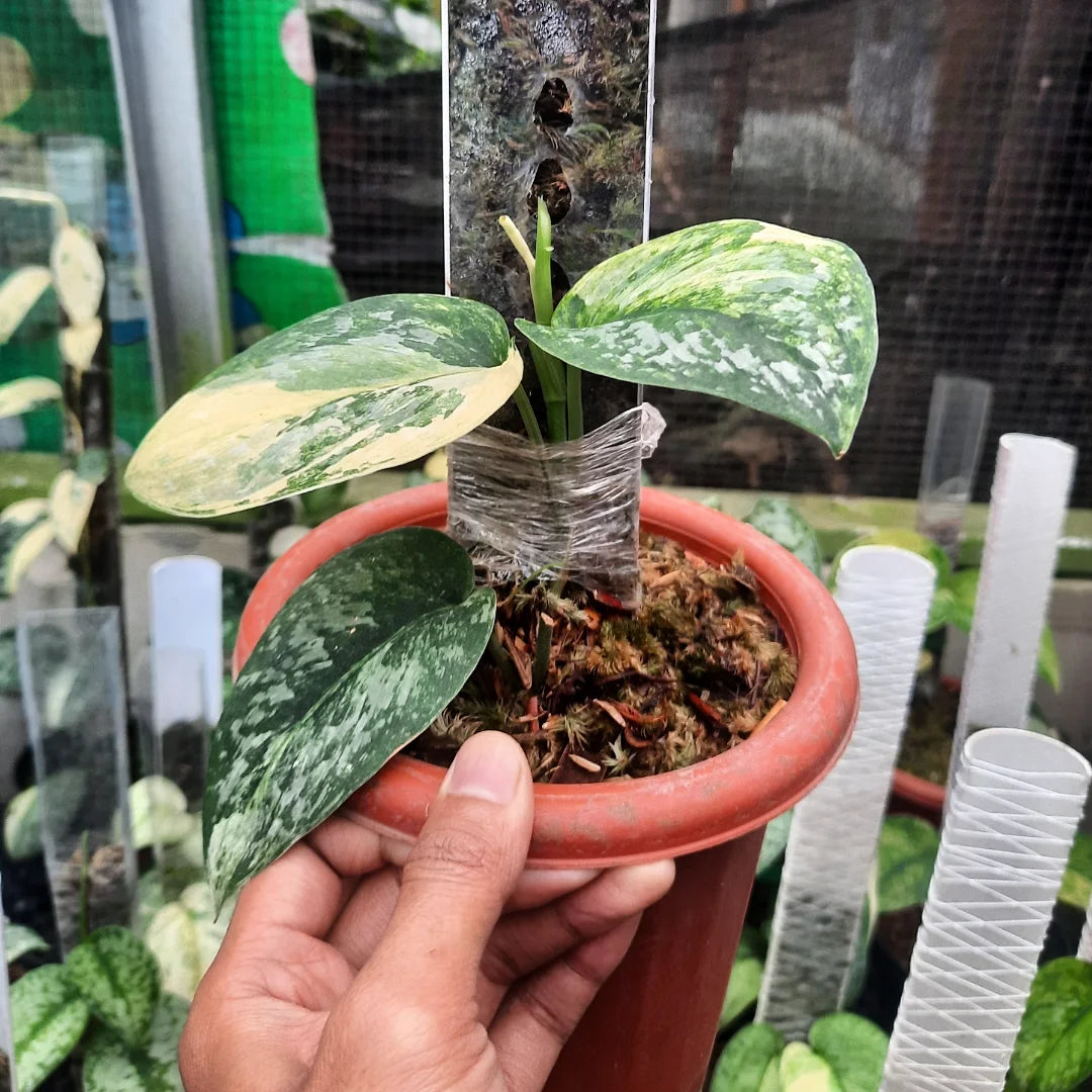 Scindapsus Exotica Peasun — rare Indonesian plant