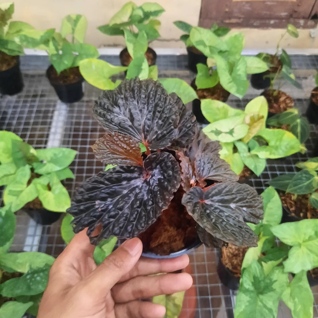 Begonia Black Blood — rare Indonesian plant