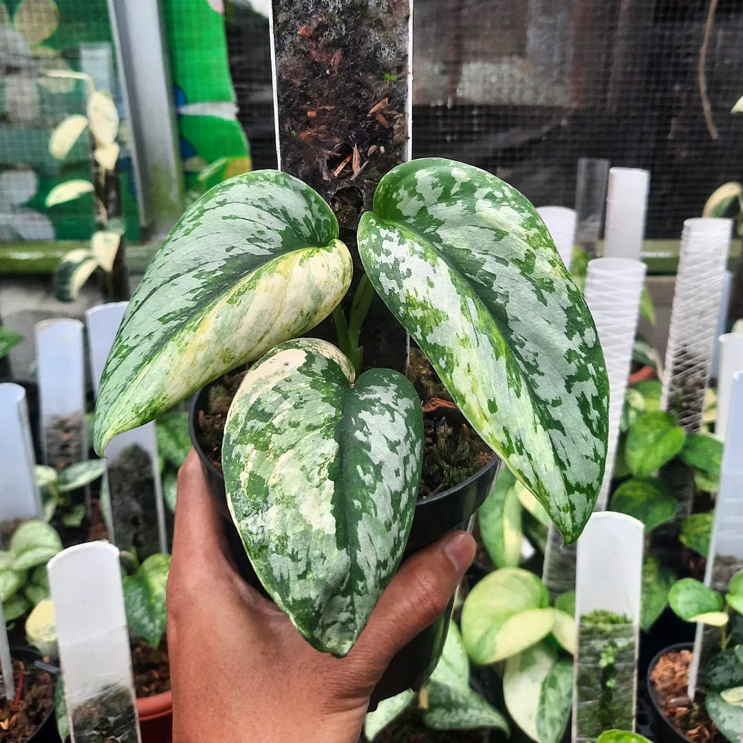 Scindapsus Exotica Peasun — photo 3