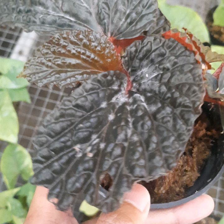 Begonia Black Blood — photo 2