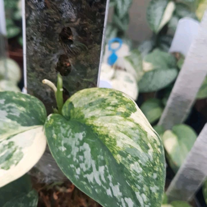 Scindapsus Exotica Peasun — photo 2