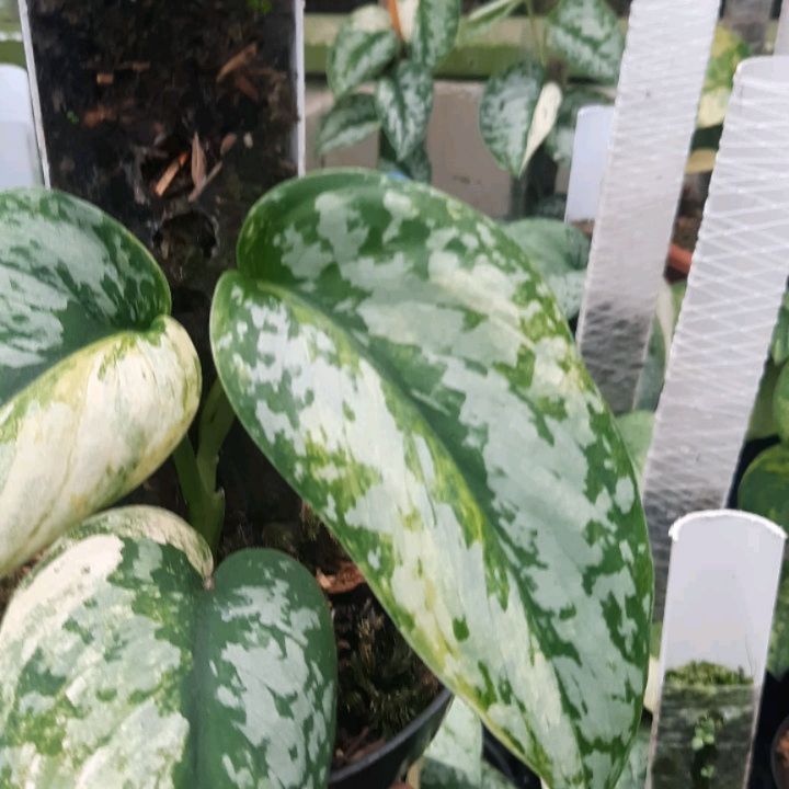 Scindapsus Exotica Peasun — photo 4