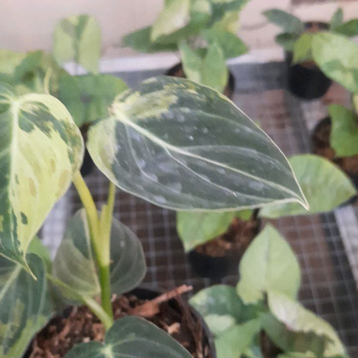Philodendron Melanocrhysum Variegated — photo 2