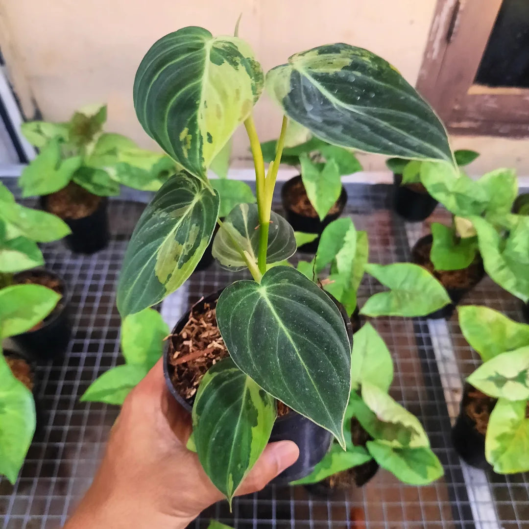 Philodendron Melanocrhysum Variegated — rare Indonesian plant