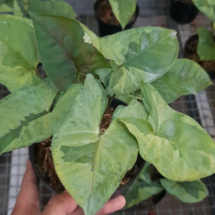 Syngonium Brown Lava — photo 2