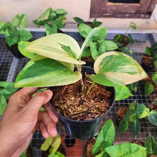 Scindapsus Treubii Moonlight Aurea — rare Indonesian plant