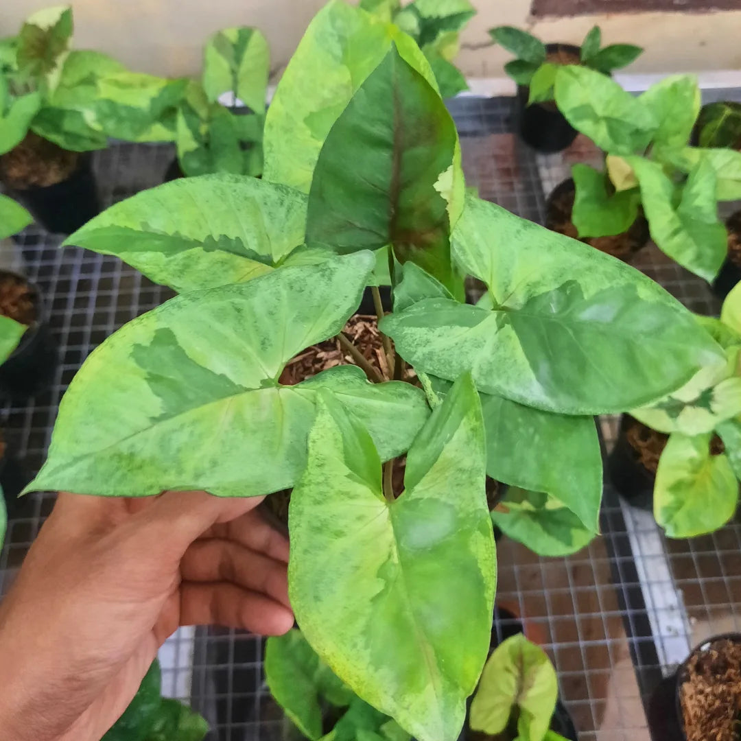 Syngonium Brown Lava — rare Indonesian plant