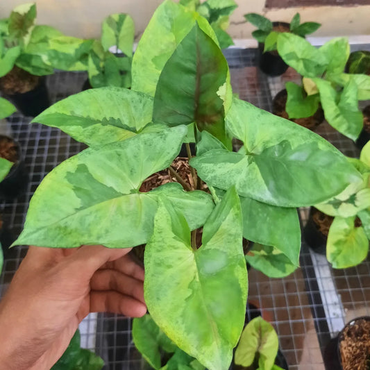 Syngonium Brown Lava — rare Indonesian plant
