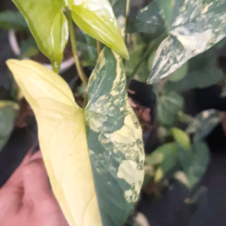 Syngonium Aurea — photo 2