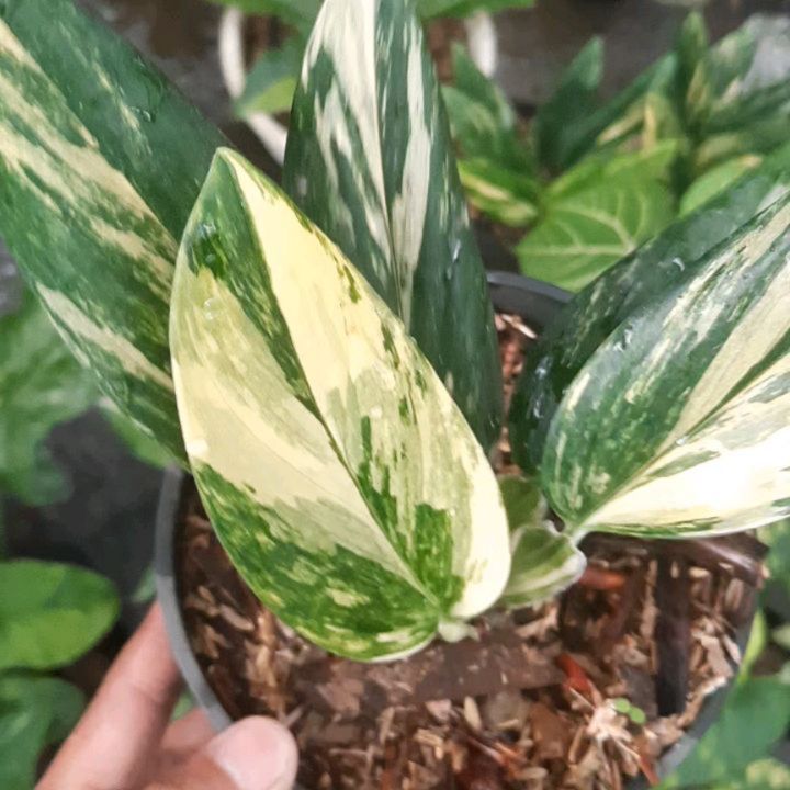 Monstera Standelyana Yellow — photo 2