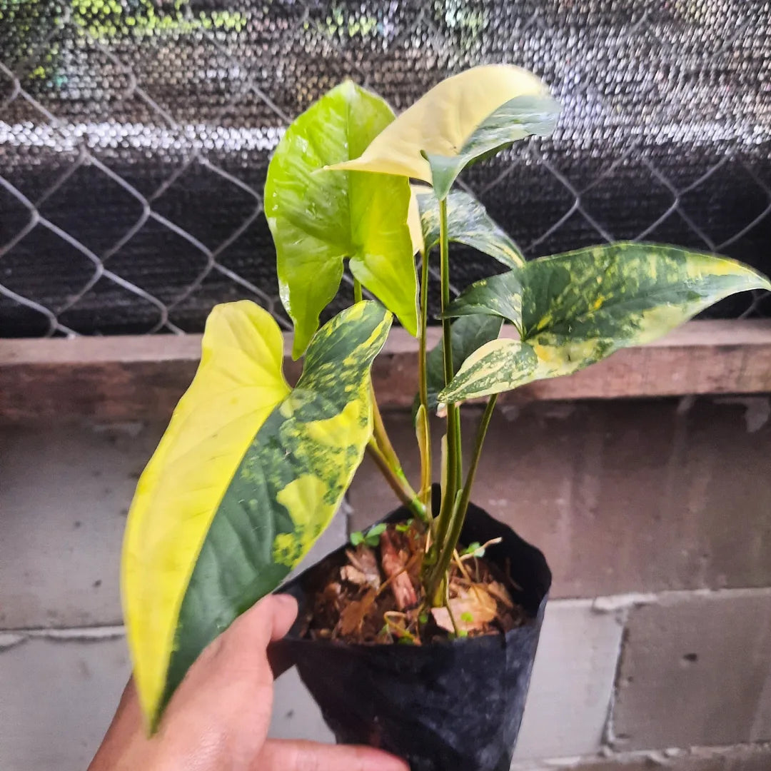 Syngonium Aurea — rare Indonesian plant