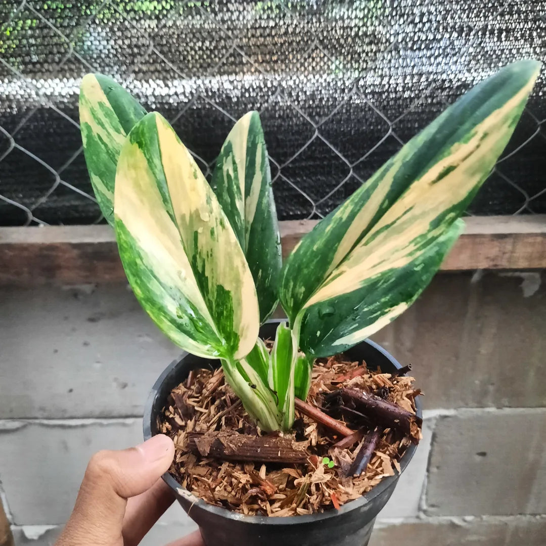 Monstera Standelyana Yellow — rare Indonesian plant