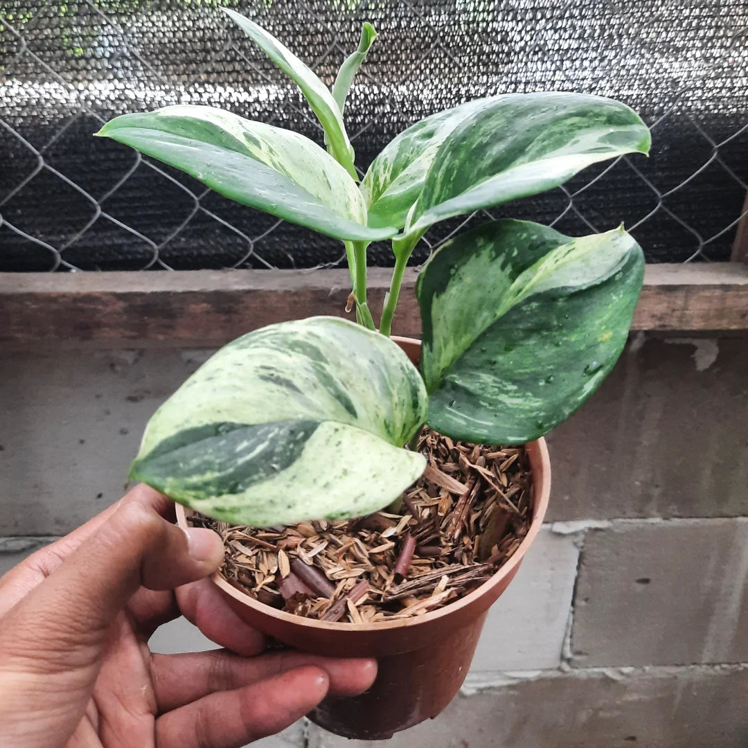Scindapsus Treubii Moonlight Marble — rare Indonesian plant