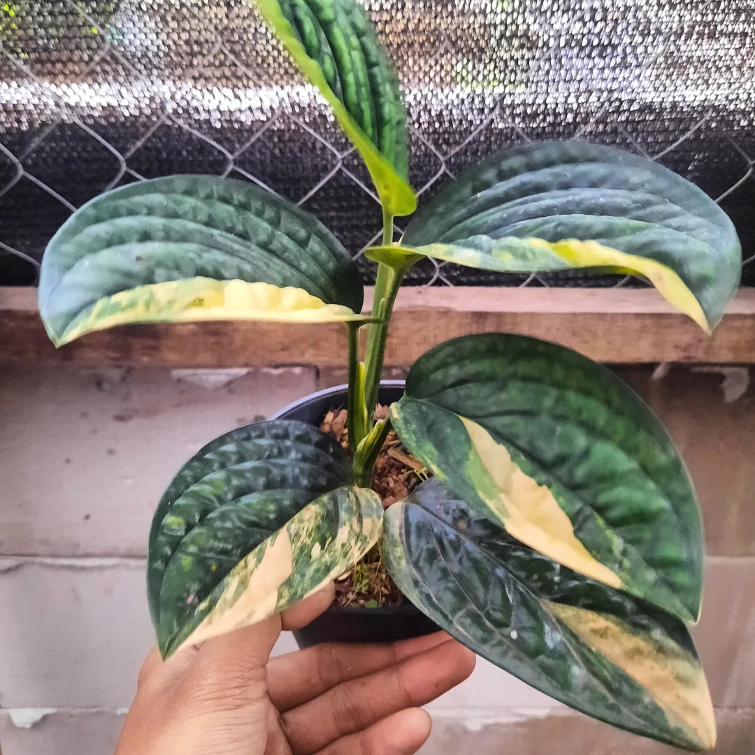 Monstera Karsteianum/Peru Variegated — rare Indonesian plant