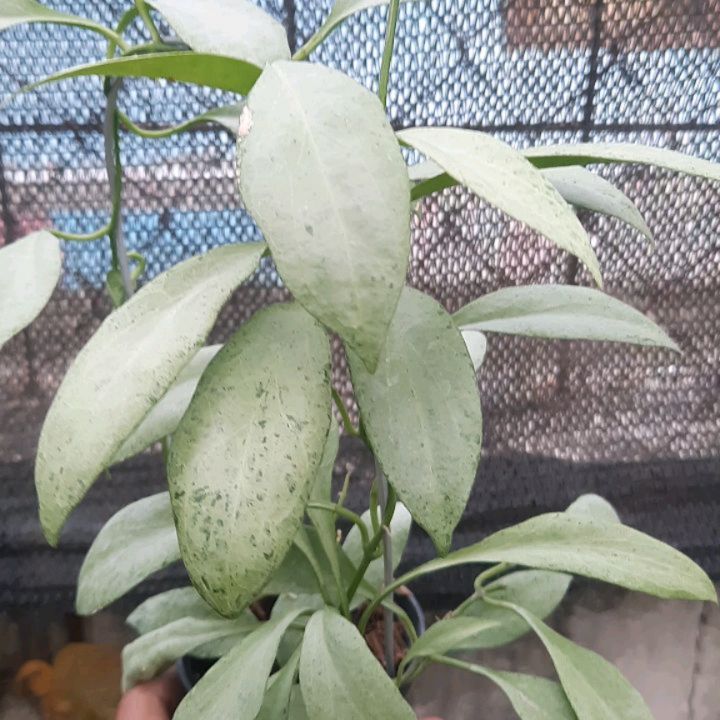 Hoya Nicholsoniae Ghost — photo 2