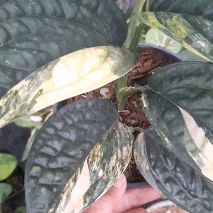 Monstera Karsteianum/Peru Variegated — photo 2