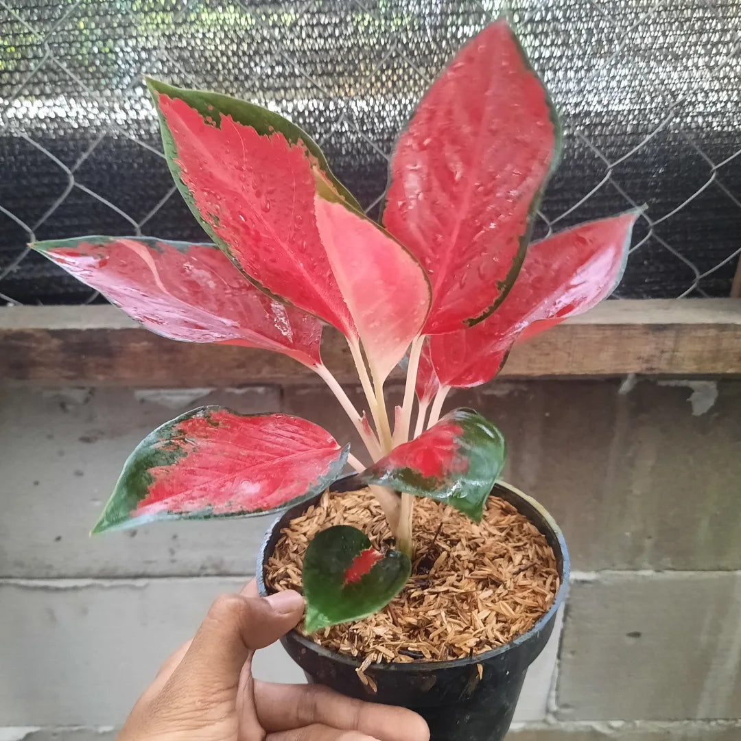 Aglaonema Kochin — rare Indonesian plant