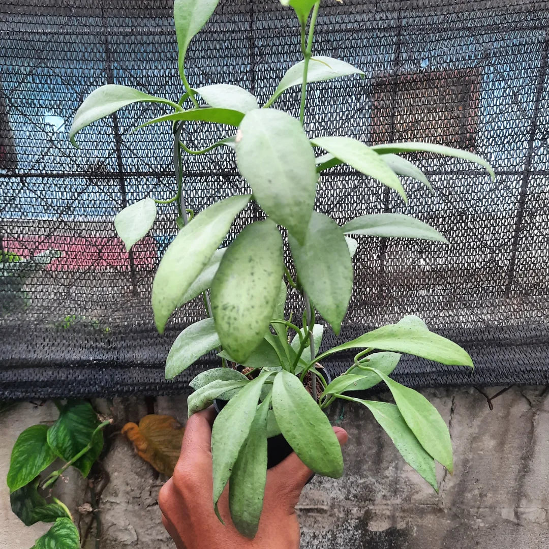 Hoya Nicholsoniae Ghost — rare Indonesian plant