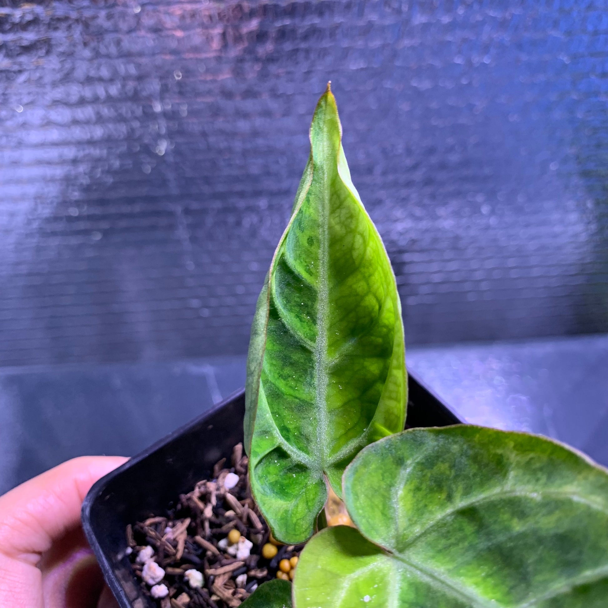 Anthurium Silver Blush x Domino Variegated — photo 4