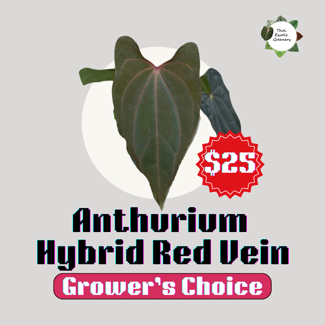 Anthurium Hybrid (Red Vein) (Grower's choice)