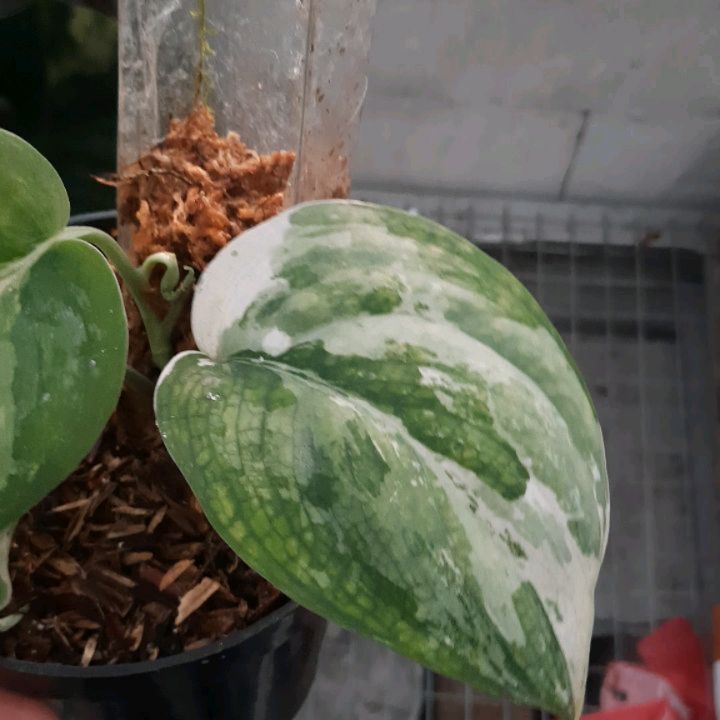 Scindapsus Blue Splash — photo 4