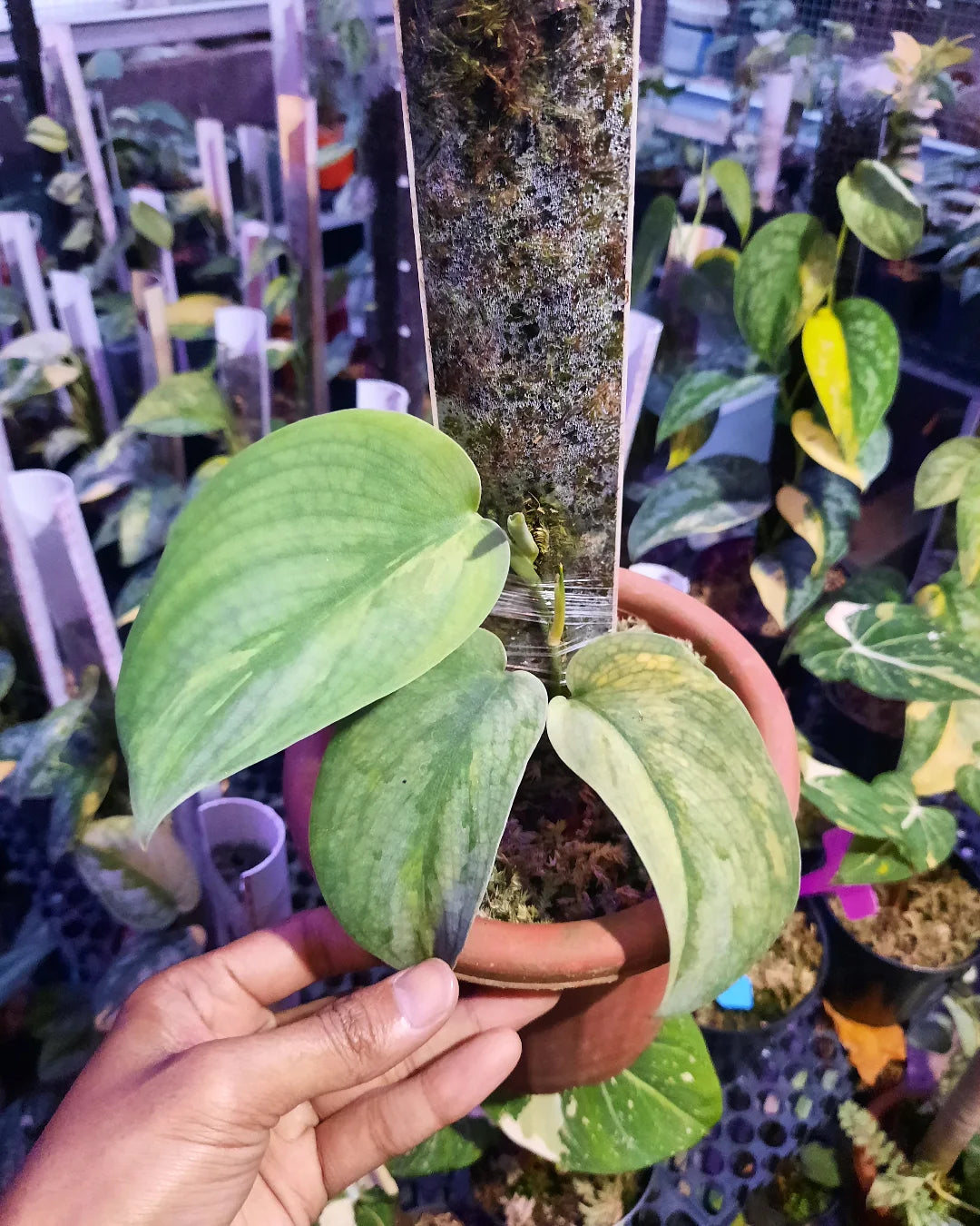 Scindapsus Silver Satin — photo 2