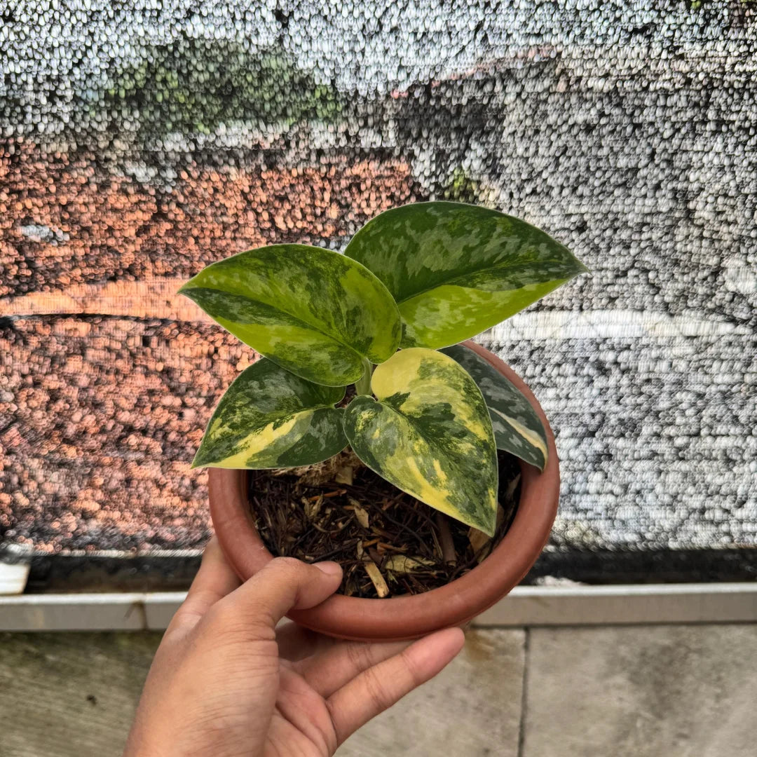 Scindapsus Green Diamond — photo 2