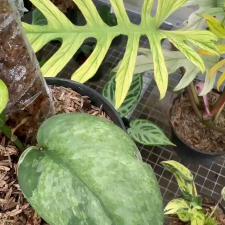 Scindapsus Silver Cloud Mamesan — photo 2