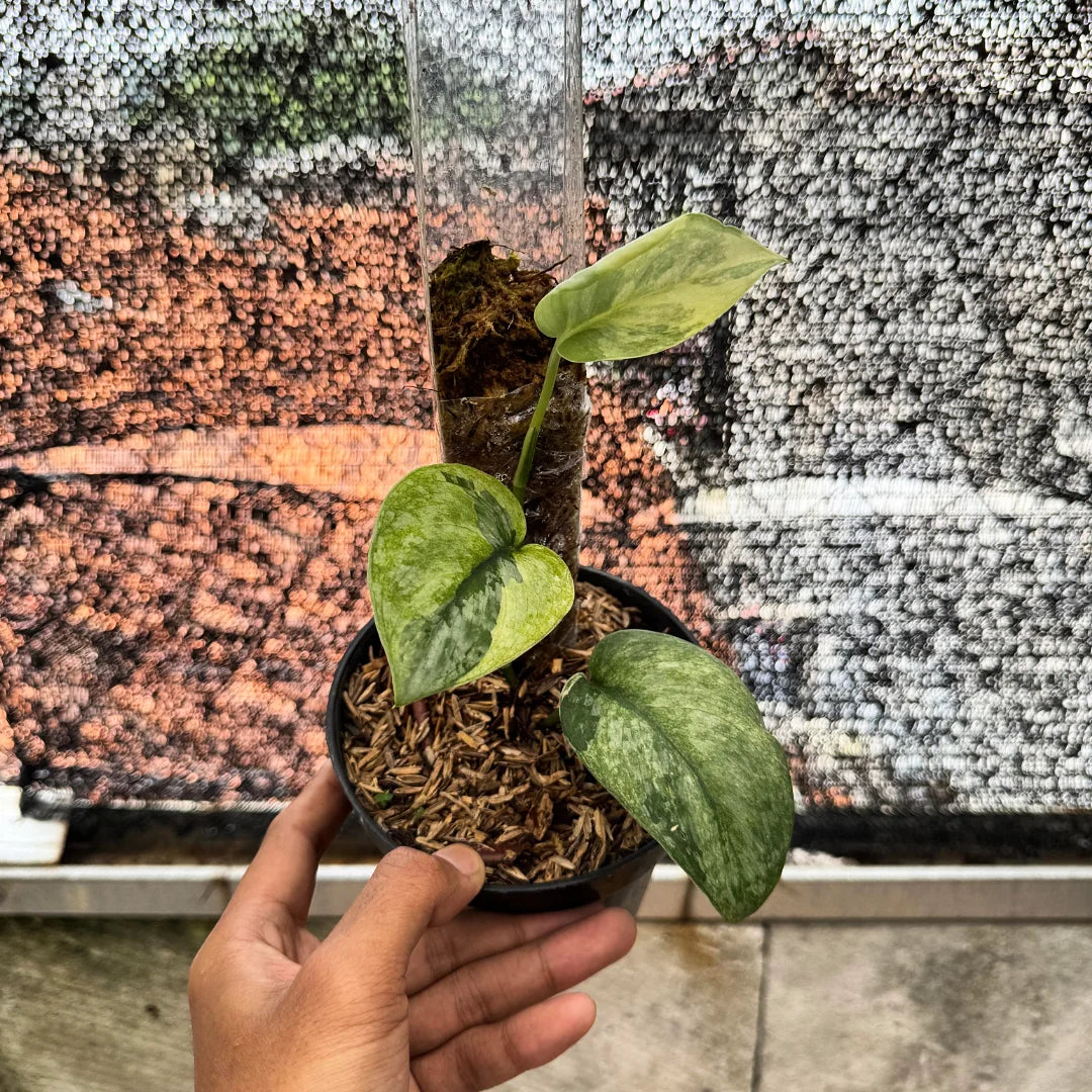 Scindapsus Silver Cloud Mamesan — rare Indonesian plant