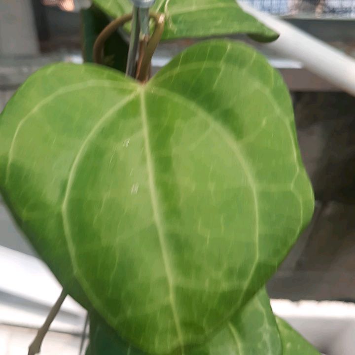 Hoya Serawak Cream — photo 2