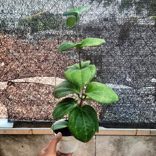 Hoya Serawak Cream — rare Indonesian plant