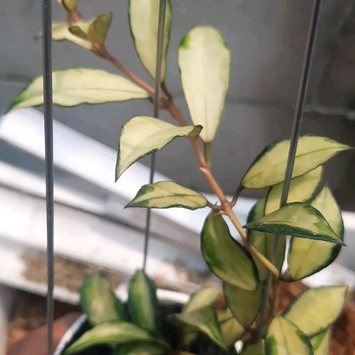 Hoya Lacunosa Souma — photo 2