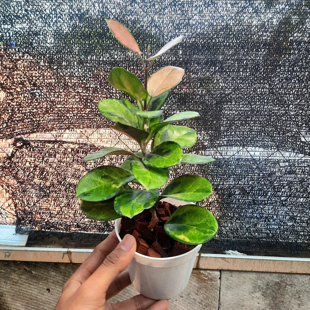 Hoya Australis Peacoks — rare Indonesian plant