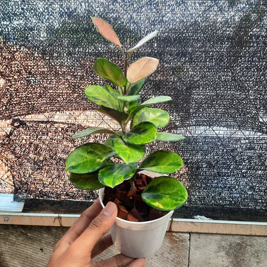 Hoya Australis Peacoks — rare Indonesian plant
