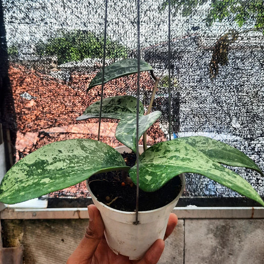 Hoya Latifolia Snow Queen — rare Indonesian plant