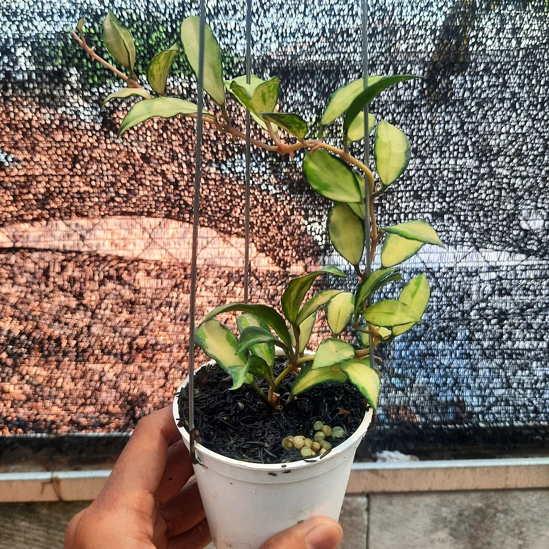 Hoya Lacunosa Souma — rare Indonesian plant